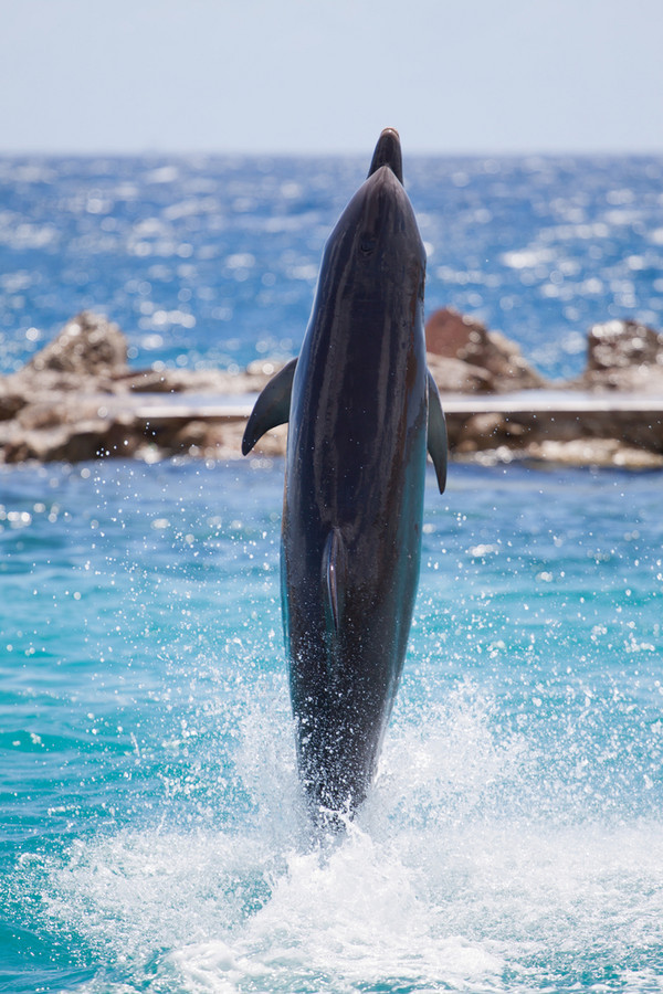 海豚资讯手机版官网下载海豚知道app下载官方正版-第1张图片-太平洋在线下载