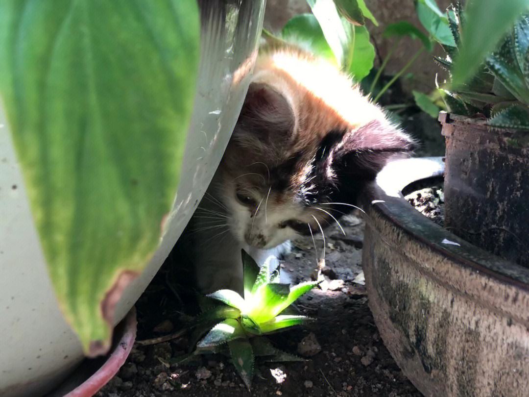 猫花花苹果版花花有米苹果版下载